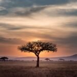 Amazon rainforest deforestation 2026 data explained
