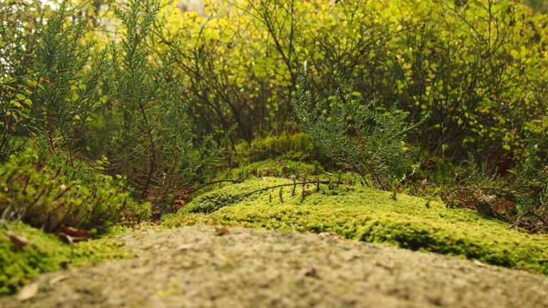 Brock Lesnar retirement news explainer illustrative photograph